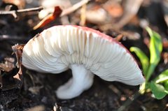 Russula persanguinea