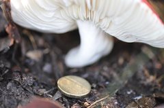 Russula persanguinea