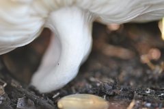 Russula persanguinea