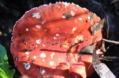 Russula persanguinea