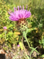 Centaurea