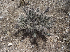 Grusonia grahamii