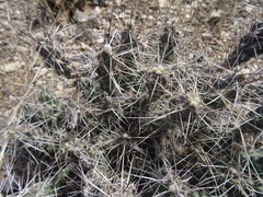 Grusonia grahamii