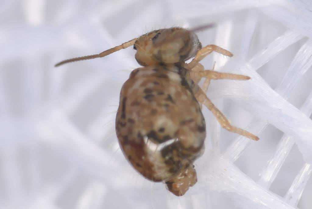 Sminthurus eisenii