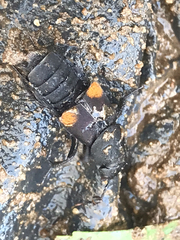 Platydracus fossator