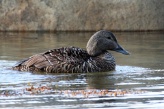 Common Eider photo 4