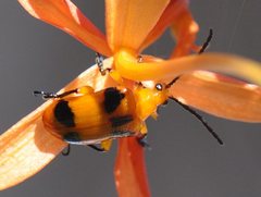 Stethopachys formosa