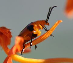 Stethopachys formosa