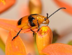 Stethopachys formosa