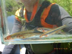 Notropis rubellus