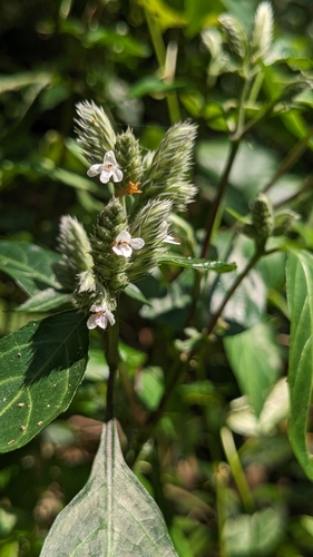 Image of Lepidagathis formosensis by (c) 許文俊, some rights reserved (CC BY-SA)