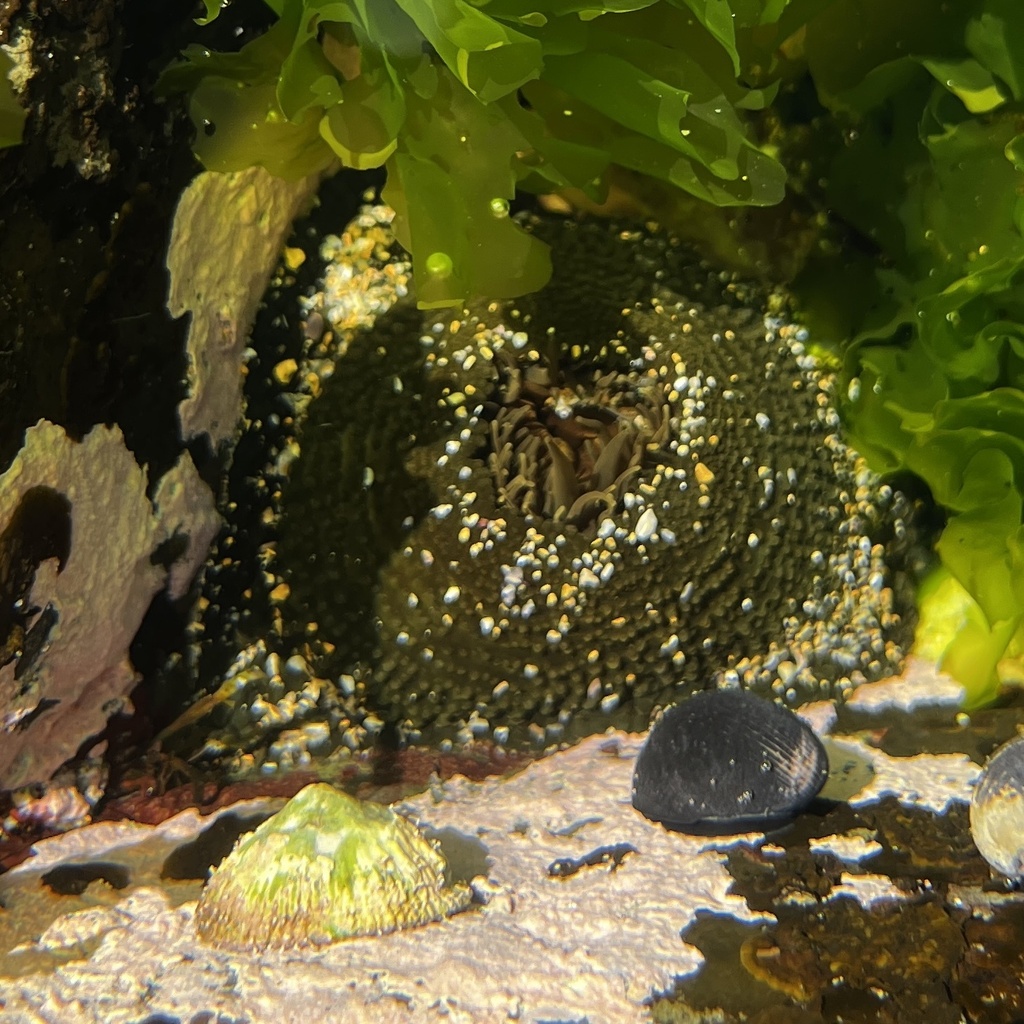 Snake Lock Breeding Green snakelock anemone from Kiama, NSW, AU on March 26, 2025 at 01:47 ...