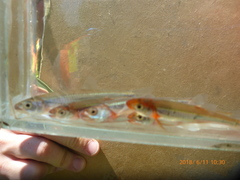 Notropis rubellus