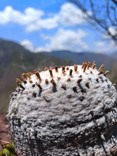Melocactus andinus
