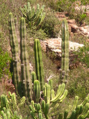 Isolatocereus dumortieri