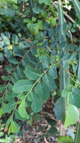 Image of Breynia vitis by (c) 許文俊, some rights reserved (CC BY-SA)