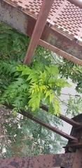 Ailanthus altissima