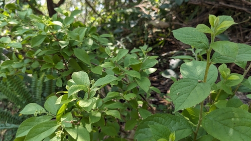 Image of Symplocos paniculata by (c) 許文俊, some rights reserved (CC BY-SA)