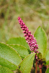 Phytolacca sandwicensis