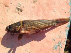 Dormitator latifrons