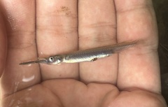 Pygmy Halfbeak photo 2