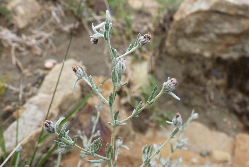 Artemisia younghusbandii