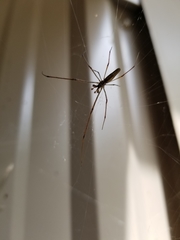 Tetragnatha elongata