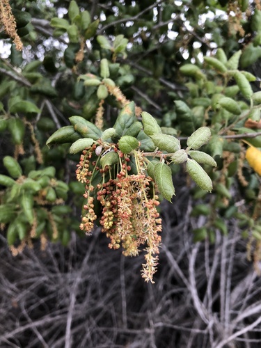 iNaturalist observation photo of coast live oak