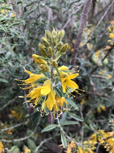 iNaturalist observation photo of Bladderpod