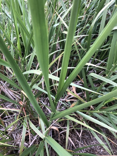 iNaturalist observation photo of giant wild rye