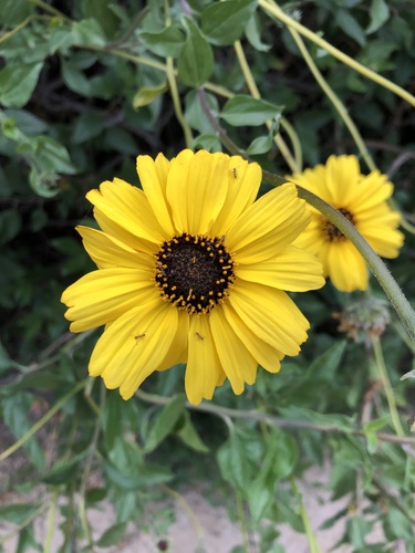 iNaturalist observation photo of California brittlebush