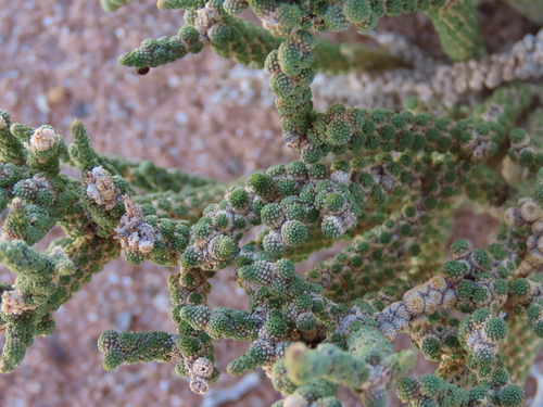 Image of Tiganophyton karasense by no rights reserved