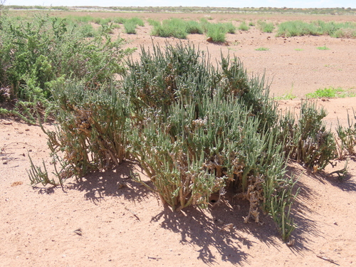 Namibian frying pan plant (Tiganophyton karasense)