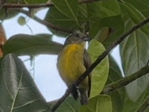 Yellow-rumped Flowerpecker (Prionochilus xanthopygius)