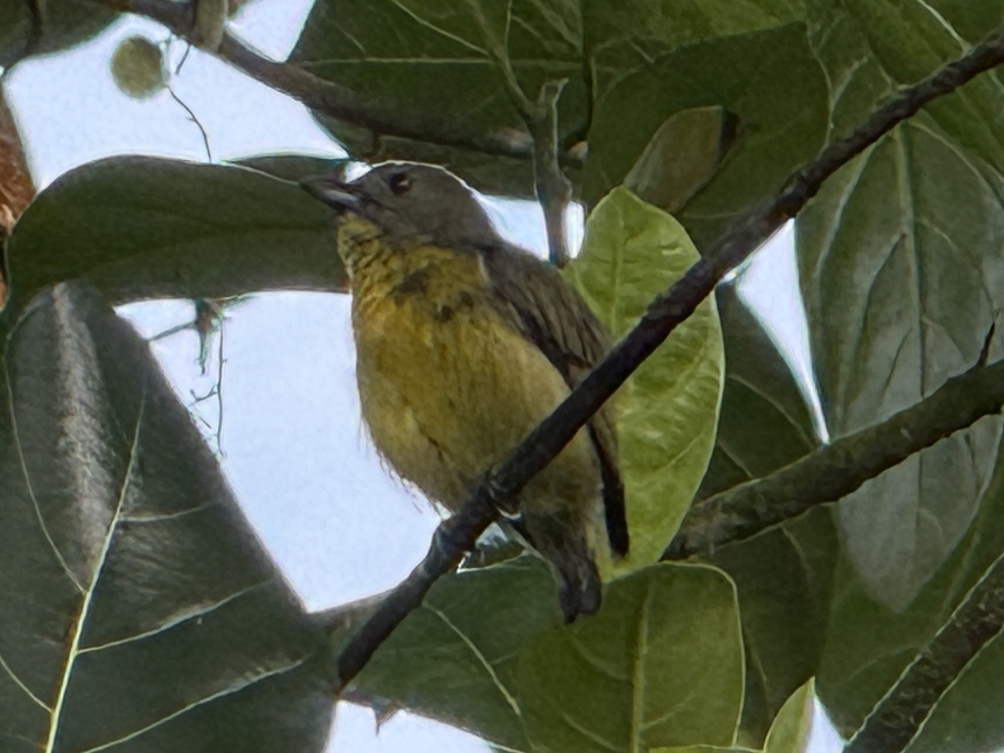 Yellow-rumped Flowerpecker (Prionochilus xanthopygius), photo 2