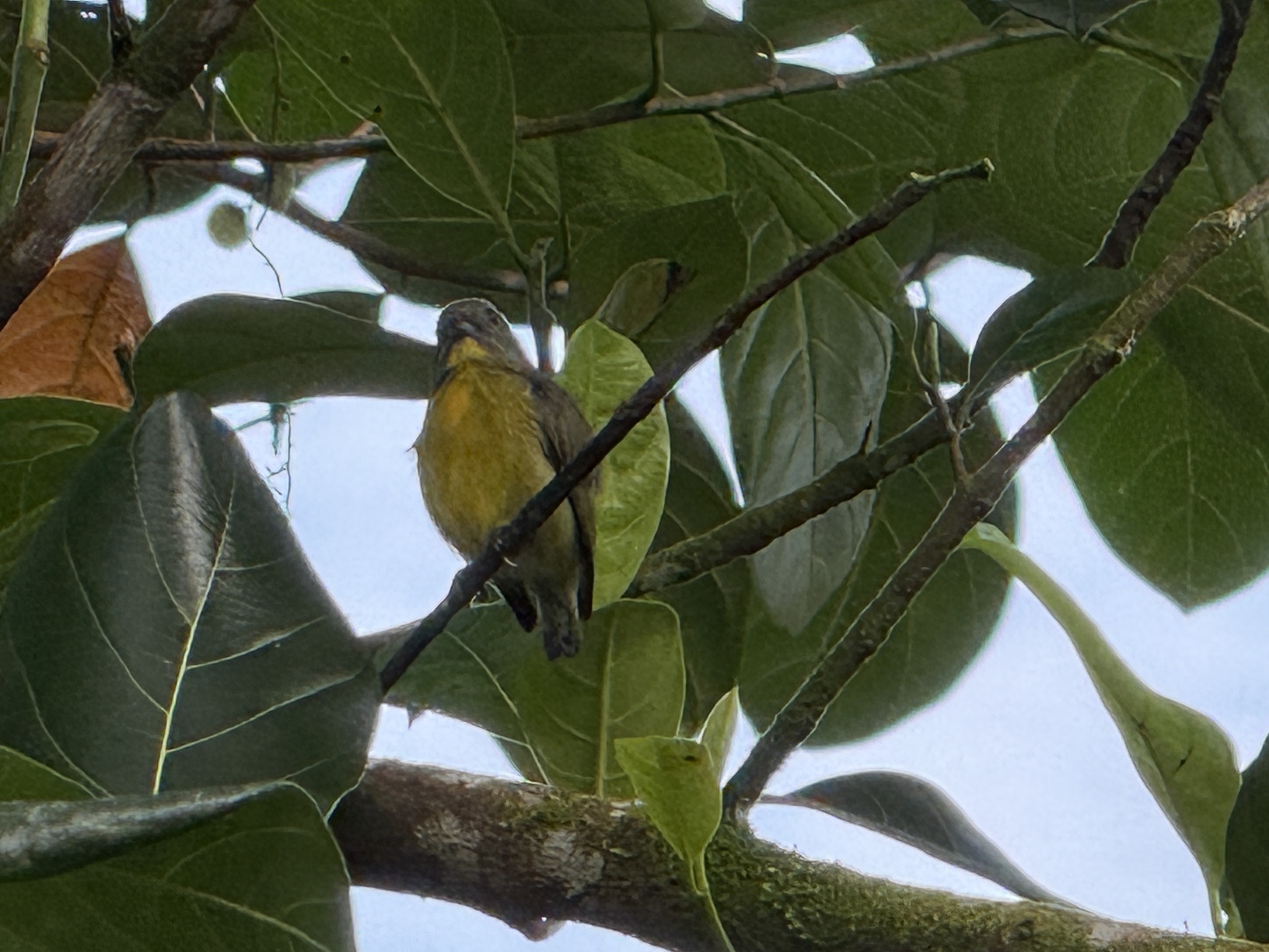 Yellow-rumped Flowerpecker (Prionochilus xanthopygius), photo 3
