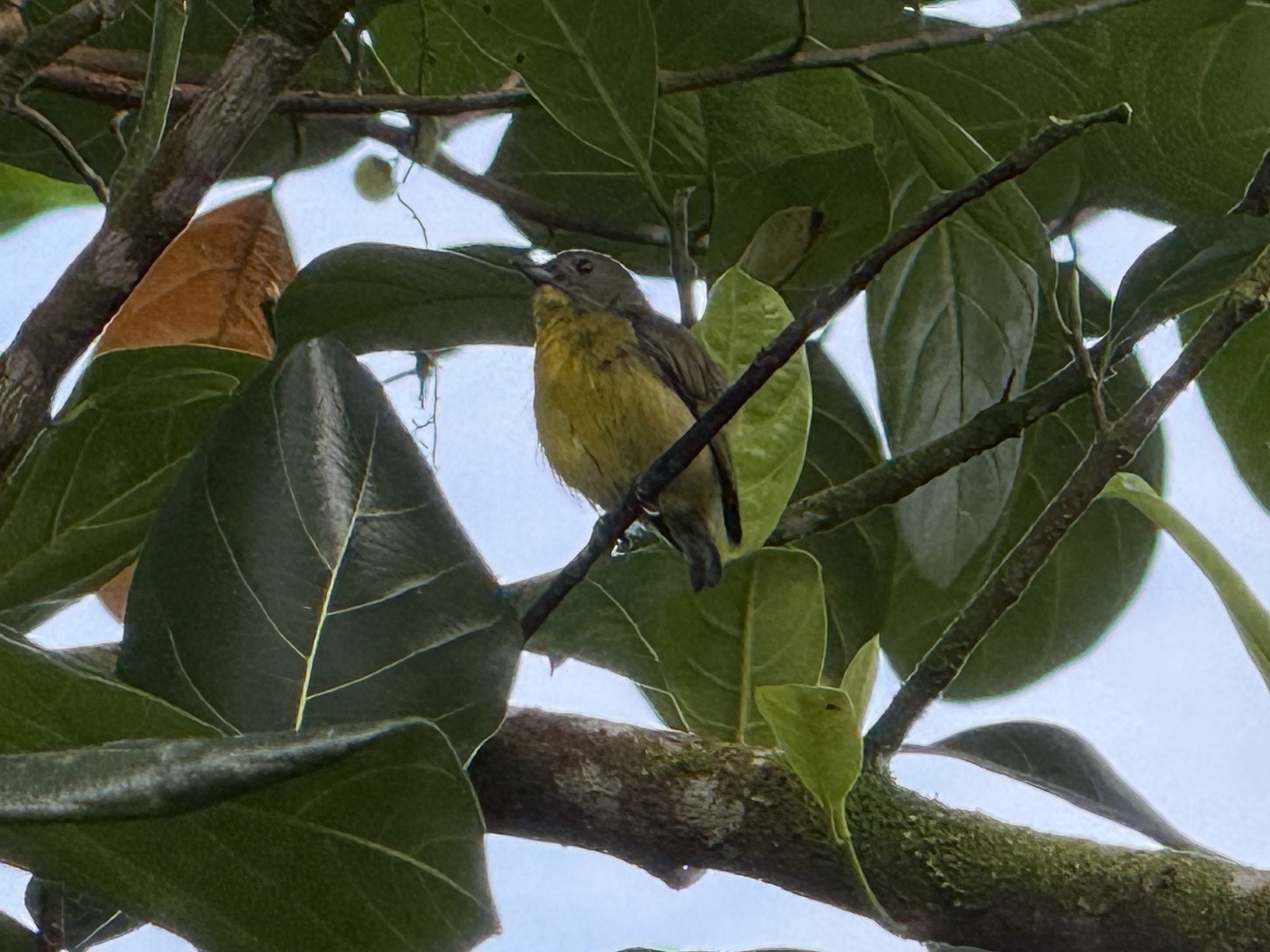 Yellow-rumped Flowerpecker (Prionochilus xanthopygius), photo 4