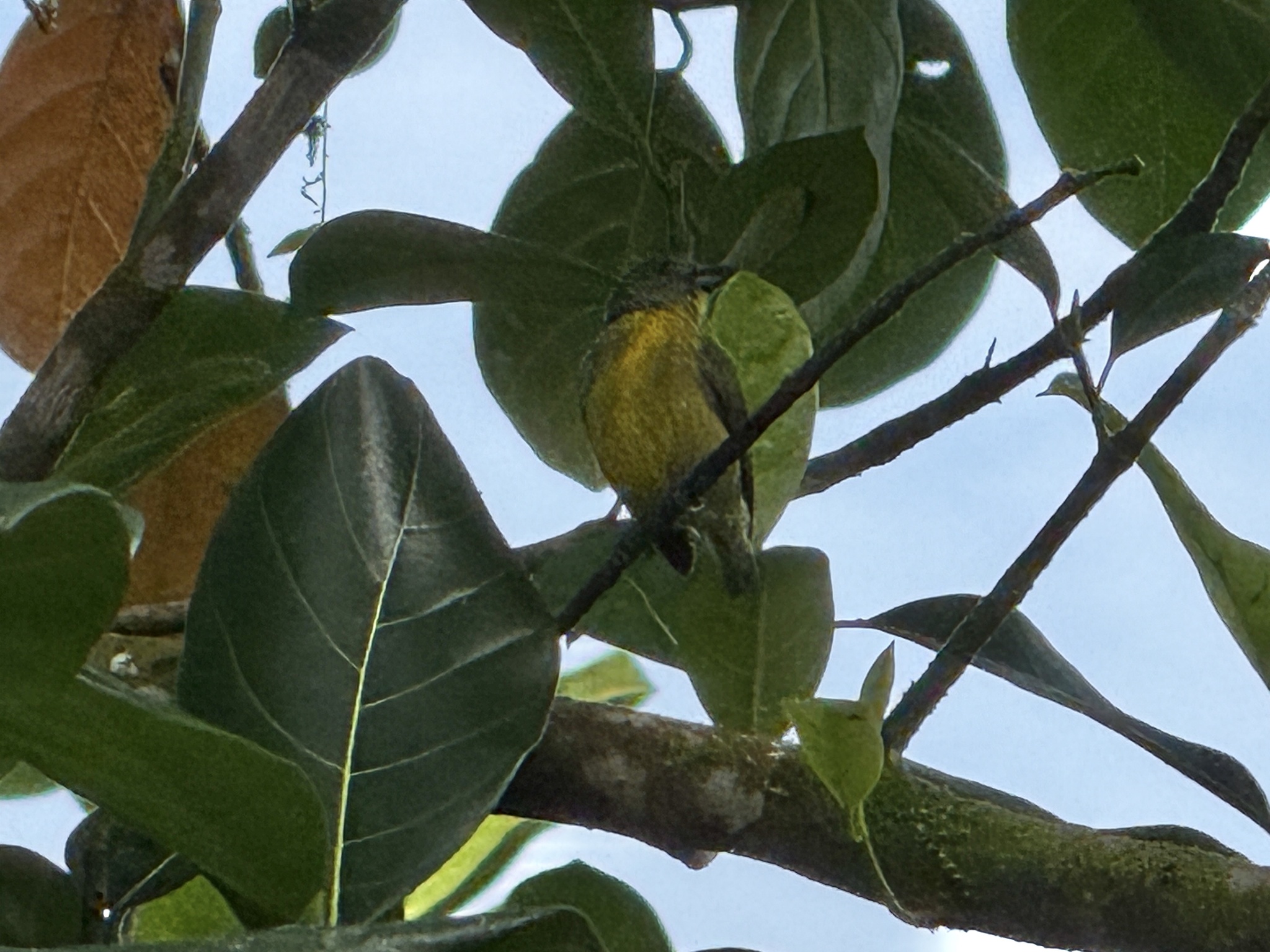 Yellow-rumped Flowerpecker (Prionochilus xanthopygius), photo 5