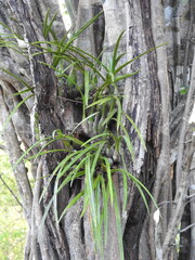 Encyclia adenocarpos, photograph Sinaloa Silvestre, CC0, iNaturalist via GBIF