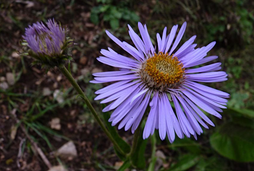 Aster yunnanensis