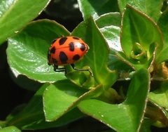 Coleomegilla cubensis