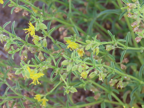 Image of Vahlia capensis by no rights reserved