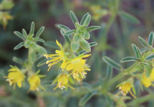 Image of Vahlia capensis by no rights reserved