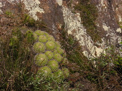 Mammillaria compressa compressa