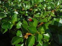 Coleomegilla cubensis
