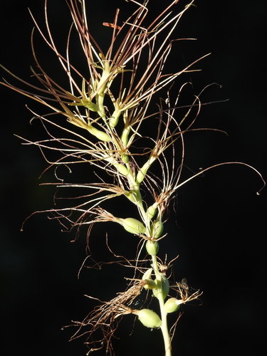 Manfreda jaliscana