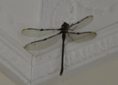 Telephlebia godeffroyi