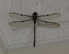 Telephlebia godeffroyi