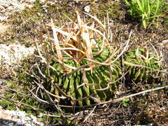 Echinofossulocactus pentacanthus
