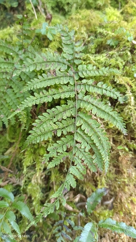 Athyrium delavayi iNat (3)